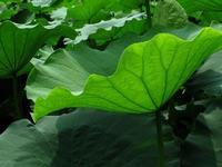 Lotus Leaf Extract  Aluciferine