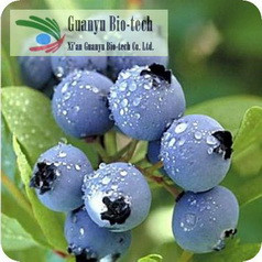 Nature Bilberry Extract