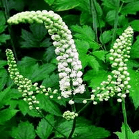 Black Cohosh Extract