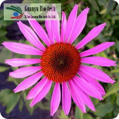 Echinacea Herb P.E