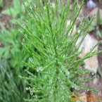 Horsetail Extract