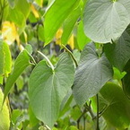 Kava extract