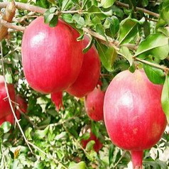 Pomegranate rind extract