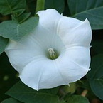 Scopolamine Butylbromide