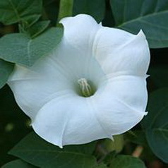 Scopolamine Butylbromide