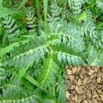 Tribulus Terestris Extract