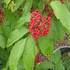 Elderberry Extract