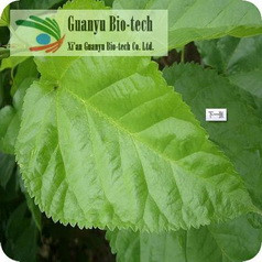 Mulberry Leaf Extract