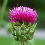 Milk Thistle Extract