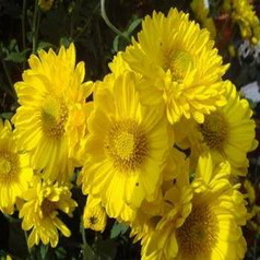 Chrysanthemum extract 