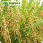 Oat Extract