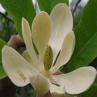 Magnolia Bark Extract 