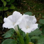 Scopolamine