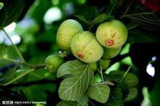 Fig Extract