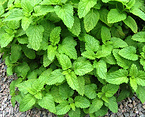 Lemon Balm Extract