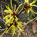 Chinese Witch Hazel Extract