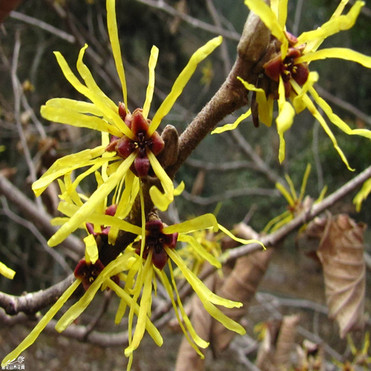 Chinese Witch Hazel Extract