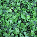 Ivy leaf Extract