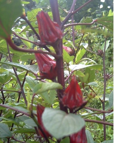 Roselle Calyx / Ruselle Extract