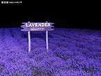 Lavender Extract