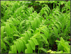 Polygonatum P.E.