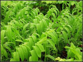 Polygonatum P.E.