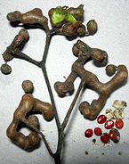 Turnjujube Extract