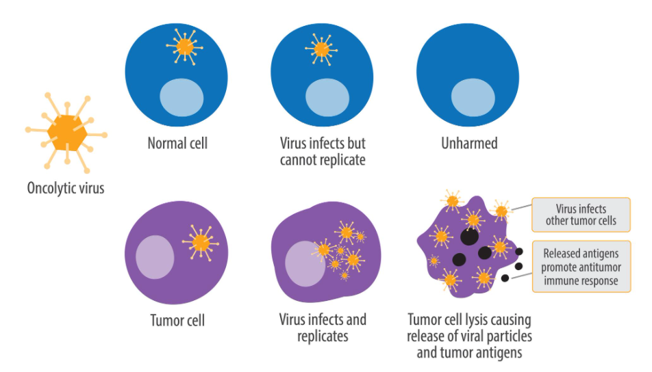 OV Specifically Killing Tumor Cells (Source: Wikipedia)