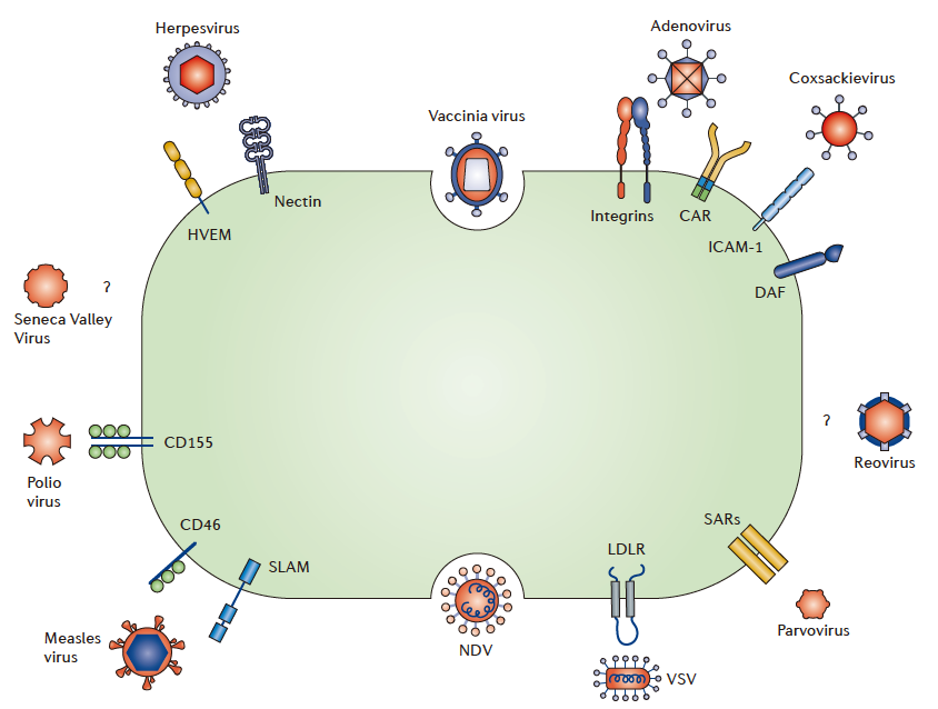 Methods of Different Viruses to Enter Cancer Cells (Source: Reference 2)