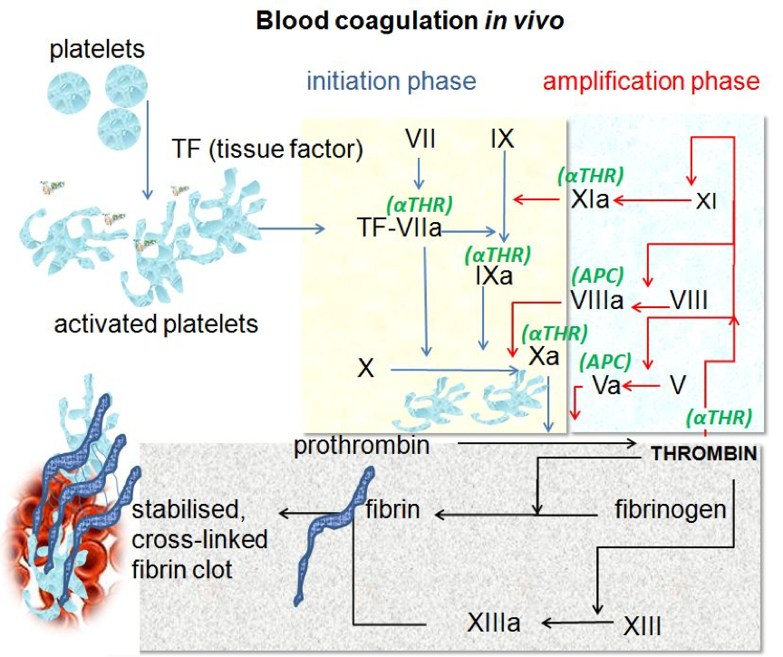 New Breakthrough in the Therapy of Hemophilia: Domestic Recombinant Coagulation Factor VIII has been Approved for Marketing 