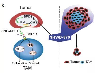 Mechanism of NHWD-870 (Source: Reference 1) 