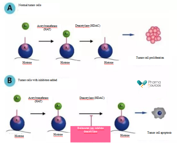 The anti-tumor mechanism of HDAC inhibitor
