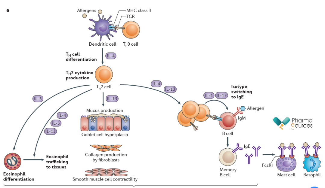 Mechanism of Action of IL-4 in Type-2 Inflammation (Source: Reference 1)