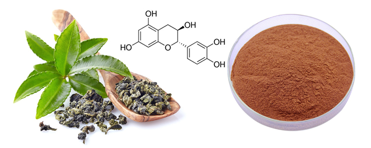 Green tea extract powder