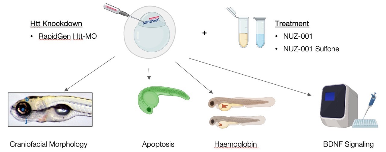 Figure 1: Htt knockdown and treatment procedure