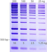 1 kb DNA ladder loaded on a 1% agarose gel in two-fold dilutions. The gel was stained with DNAzure? Blue Nucleic Acid Gel Stain.