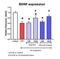  Rescue of BDNF levels